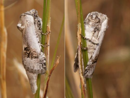 Parahypopta caestrum